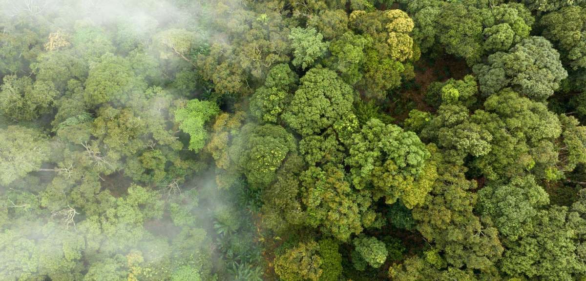 Minimieren Sie Ihren CO2-Fußabdruck mit einer grünen Flottenstrategie